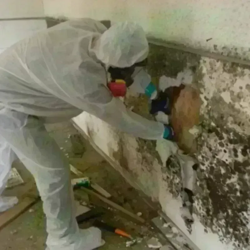 Mold Remediation and Removal in Wallis, TX